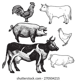 Set of farm animals - chicken, pork and beef. Vector.
