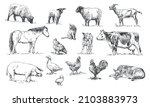set of farm animals - hand drawn black and white vector illustrations, isolated on white background