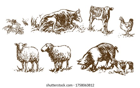 set of farm animals - hand drawn illustrations