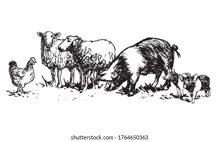 set of farm animals - hand drawn illustrations (vector)	
