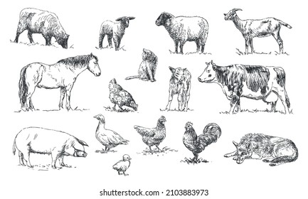 set of farm animals - hand drawn black and white vector illustrations, isolated on white background
