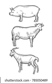 Set of farm animals Hand drawn Pig cow, goat livestock. Sketch in a graphic style. Isolated on white background. Vintage vector engraving illustration for poster, web.