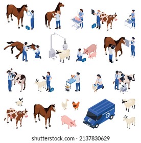 Se establecen con animales de granja composiciones isométricas veterinarias de personajes veterinarios que cuidan de animales enfermos ilustraciones vectoriales