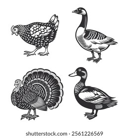 Set of farm animals, poultry. Duck, turkey, goose, chicken. Monochrome black and white illustration