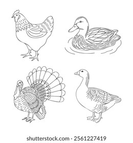 Set of farm animals, poultry. Duck, turkey, goose, chicken. Outline black and white illustration