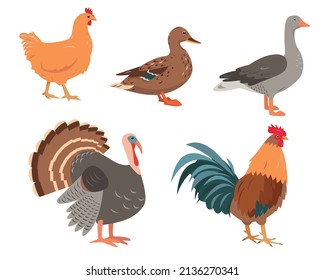 Set of farm birds in different poses and colors. Chicken, turkey, goose, duck, and rooster. Poultry icons isolated on white background. Vector flat or cartoon illustration.