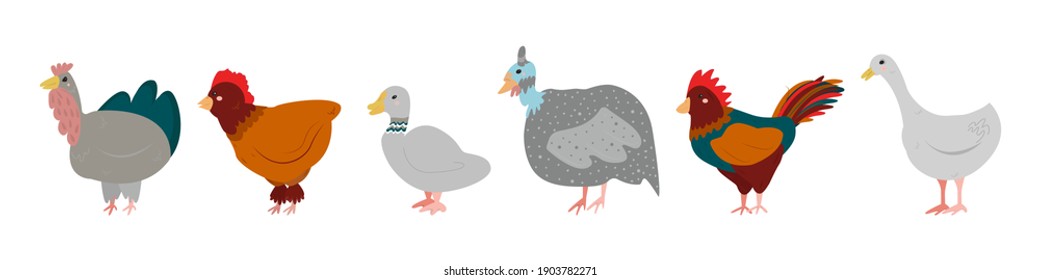 Set of farm birds isolated on white background. Bird farm. Turkey, chicken, duck, guinea fowl, rooster and goose in cartoon simple flat style. Vector illustration.