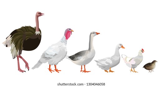 Set of farm birds. Ostrich, turkey, goose, duck, chicken, quail. Vector illustration isolated on white background.
