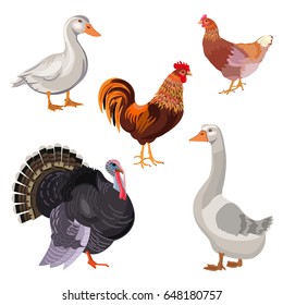 Set of farm birds. Vector illustration