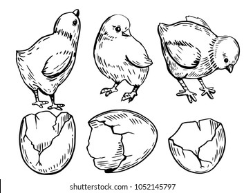 Set of farm chicks and eggs. Hand drawn illustration converted to vector