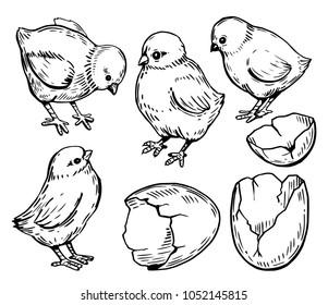 Set of farm chicks and eggs. Hand drawn illustration converted to vector