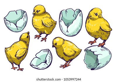 Set of farm chicks and eggs. Hand drawn illustration converted to vector