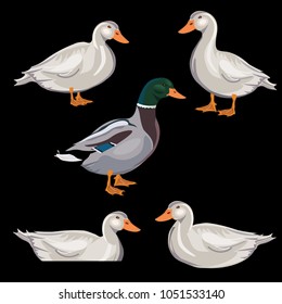 Set of farm ducks and drake in different poses . Vector illustration isolated on black background