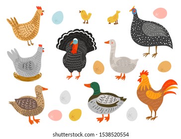 Set of farm poultry, domestic fowl, agricultural birds and eggs.  Flat cartoon isolated illustration. Hand drawn vector characters. Chicken, turkey, goose, duck, rooster, guinea fowl, eggs.