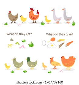 set of farm poultry. Pets: ducks, chickens, turkeys, geese. Vector stock illustration. White isolated background. what the birds eat and give on the farm: grain insects grass fried eggs egg meat fluff