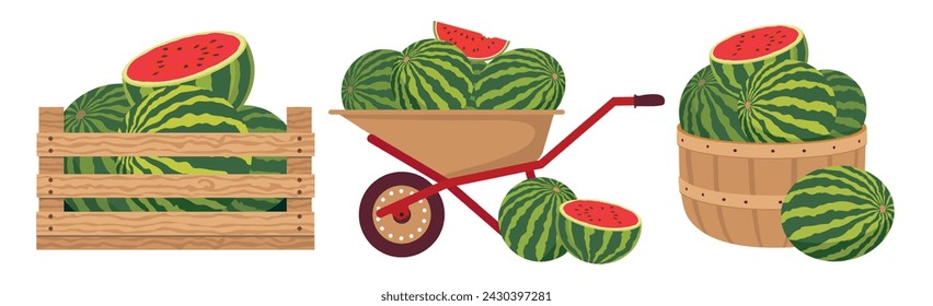 A set of farm watermelons in a basket, box, cart. Various garden containers with watermelons. Vector illustrated clipart.