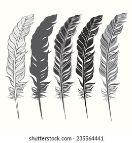 Set of feather isolated on white background. Hand drawn vector illustration, sketch. Elements for design.