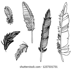 Set of feathers.