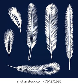 Set of feathers of birds.