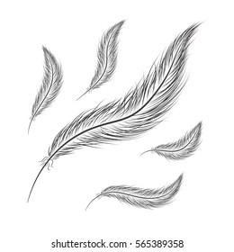 set of feathers are hand-drawn on a white background.