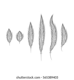 set of feathers are hand-drawn on a white background.