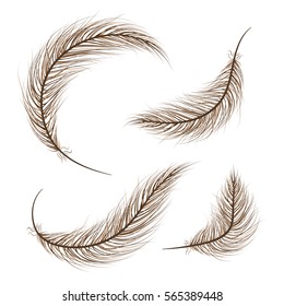 set of feathers are hand-drawn on a white background.