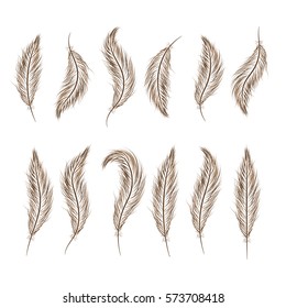 set of feathers are hand-drawn on a white background.