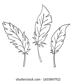 Set of feathers. Isolated feathers on a white background. Outline illustration. Vector.