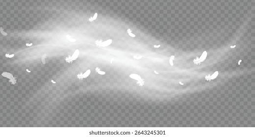 Set of feathers isolated on a white background