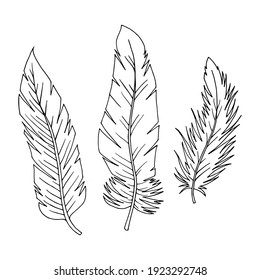 Set of feathers on a white background. Vector illustration for design of cards, invitations. Can be used in flyers, banners. Three feathers.