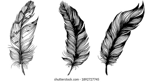 Set feathers. Outline with transparent background. Black and white sketch illustration.