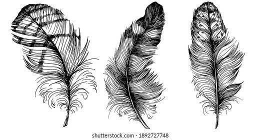 Set feathers. Outline with transparent background. Black and white sketch illustration.