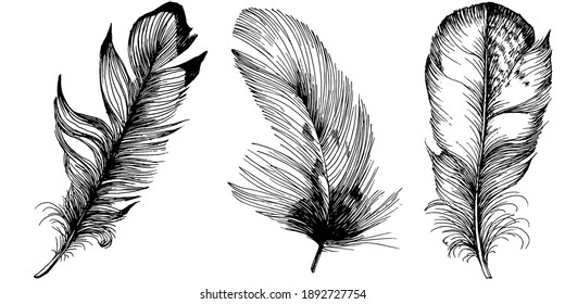 Set feathers. Outline with transparent background. Black and white sketch illustration.