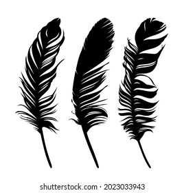 Fija plumas de varios pájaros.
