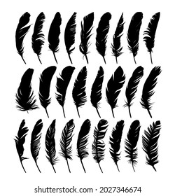 Fija plumas de varios pájaros.