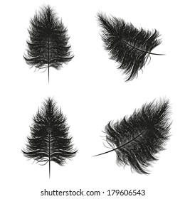 Set of feathers. Vector illustration.