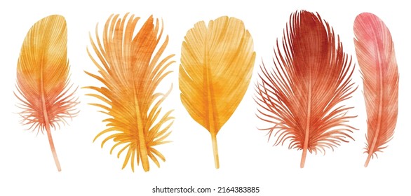 Set of Feathers watercolor illustration for Decorative Element
