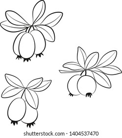 Set of Feijoa Branches, Fruits and Leaves, Black Pictograms Isolated on White. Vector