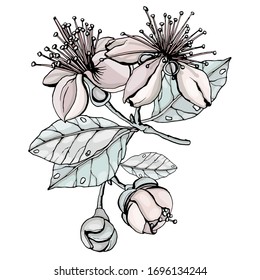 Juego de flores de feijoa. Aislado sobre fondo blanco. Gráficos vectoriales.