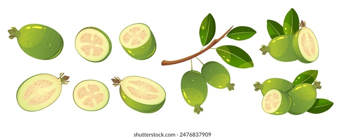 Set of feijoa fruits. Green, tropical feijoa fruits cut in half, slices, branch with feijoa. Vector illustration.
