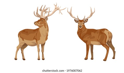 set of female and male deer. Deer brown or red deer. Wild animals of Europe, America and Scandinavia. Vector illustration of a young sika deer 