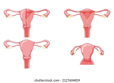 Set of Female reproductive system uterus in different styles and cross sections. Front view in a cut. Human anatomy internal organs location scheme, cervix, ovary, fallopian tube flat style icon