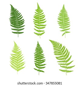 Set of fern frond silhouettes. Vector illustration