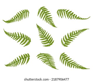 Set of fern frond. Vector flat illustration