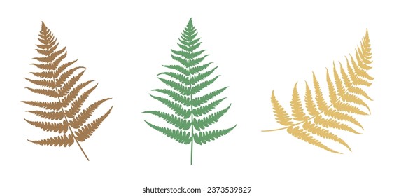 Set of Fern leaf silhouette. Vector illustration