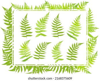 set of fern leaf tropical forest. green leaves background, vector illustration