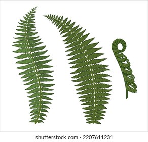 A set of fern leaves. Beautiful retro vintage. Illustration on an isolated background.