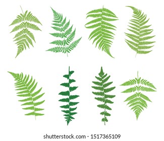 Set of fern leaves. Green ferns on a white background. Vector illustration.
