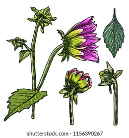 Set of fern, leaves and half open buds of Daisy, Dahlias, Zinnia and Gerbera flower. Hand drawn botanical herbs, domestic and wildflowers floral sketch. Vector.
