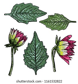 Set of fern, leaves and half open buds of Daisy, Dahlias, Zinnia and Gerbera flower. Hand drawn botanical herbs, domestic and wildflowers floral sketch. Vector.